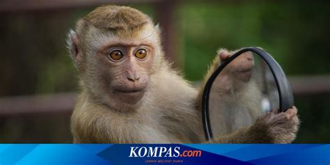 Bayi Di Lebak Banten Diserang Monyet Liar Perut Korban Robek Karena