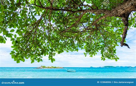 Green Leaves Background With Tropical Beach Stock Photo Image Of