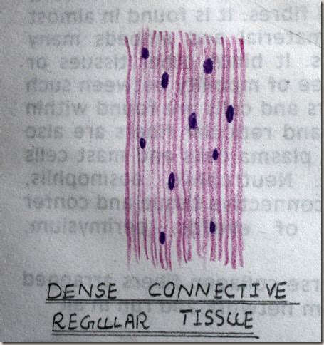 Diagram Of Dense Connective Tissue