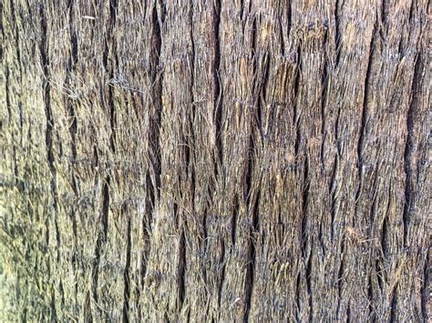 Texture Of Palm Bark Macro Palm Tree Large Trunk Detailed Structure