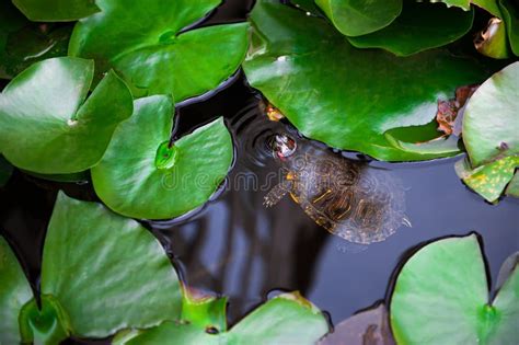 Tortue Dans L étang Avec Une Feuille De Nénuphar Petite Nage Dans La