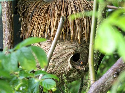 Asiatische Hornisse im Rhein Sieg Kreis Ausbreitung befürchtet