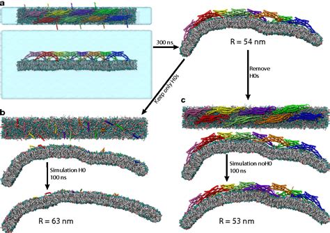 Figure 2 From Membrane Bending Mechanism Of Amphiphysin N BAR Domains