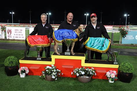 Gca Run Of The Month Crackerjack Bull Greyhound Clubs Australia