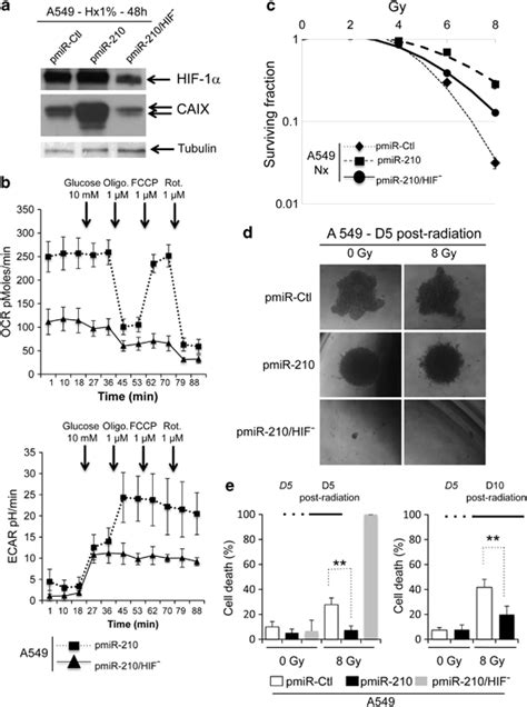 Involvement Of Hif In Mir Radioresistance A Immunoblot Of