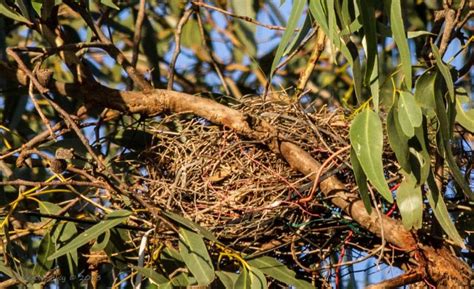 Magpie Nest | BIRDS in BACKYARDS