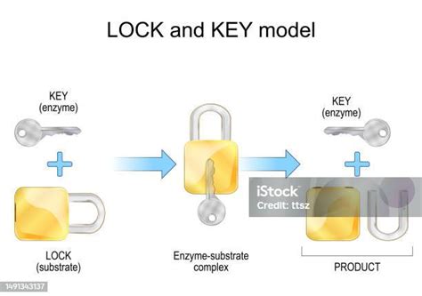 Lock And Key Model Enzyme Substrate Products And Chemical Mechanism ...