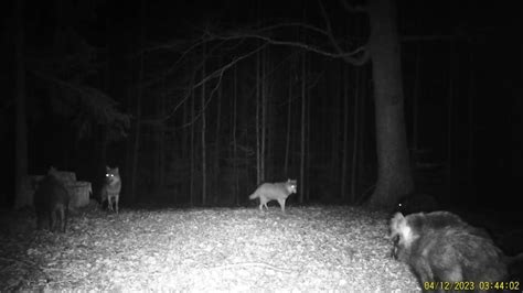 Wilki kontra dziki Spotkanie w lesie nagrała fotopułapka Wiadomości