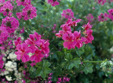 Pelargonium Peltatum Hybride Bild Kaufen Gartenbildagentur