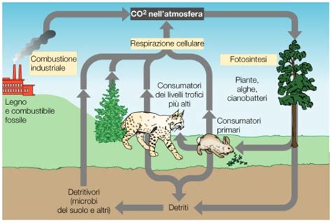 CICLI BIOGEOCHIMICI Microlearning