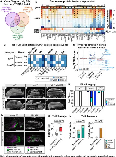 Figure From Bruno Celf Regulates Splicing And Cytoskeleton Dynamics