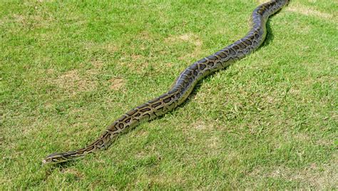 Big Snakes Python