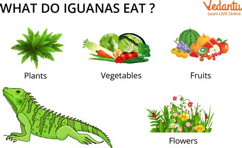 Iguana Facts Learn Definition And Examples