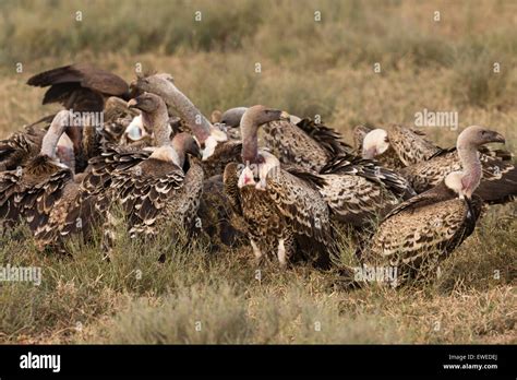 Carcase Hi Res Stock Photography And Images Alamy