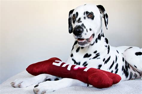 Diy Love Bone Valentines Day Squeaky Stuffed Dog Toy Dalmatian Diy