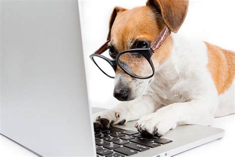 Smart Dog Stock Photos Pictures And Royalty Free Images Istock