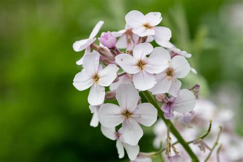 25 Flores Que Empiezan Por H Anuales Y Perennes