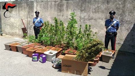 Coltivava In Casa Pi Di Piante Di Cannabis Per Poi Spacciare