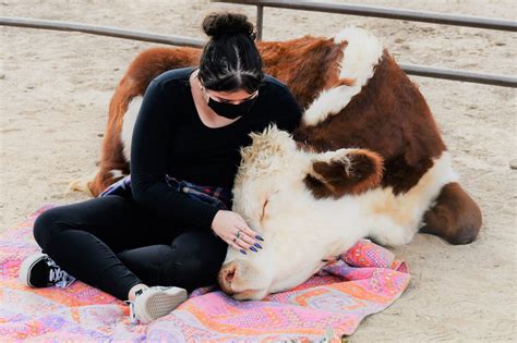 Hug A Cow At Aimees Farm Animal Sanctuary In Arizona