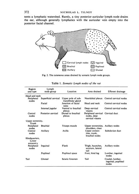 Patterns Of Lymphatic Drainage In The Adult Laboratory Rat Abstract