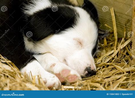 A Border Collie Puppy Sleeping Stock Photos - Image: 15841883