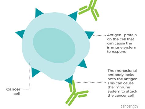 Monoclonal Antibodies A2z Facts