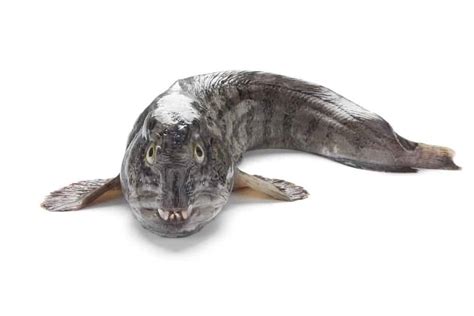 Wolffish Fish Facts Anarhichadidae Az Animals