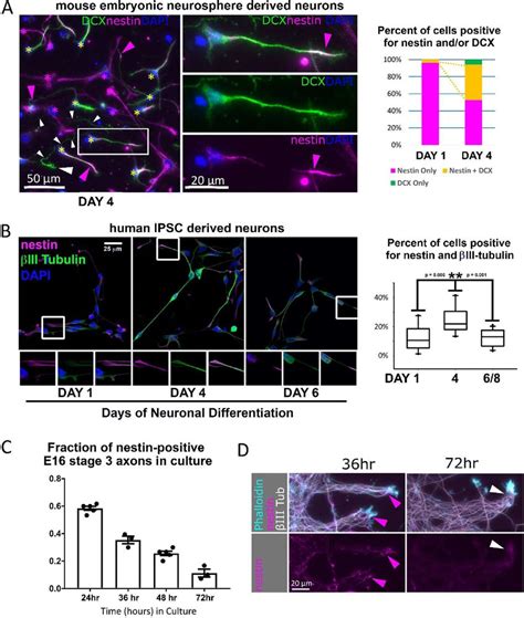 Nestin Expressing Neurons Are Observed In Multiple Rodent And Human