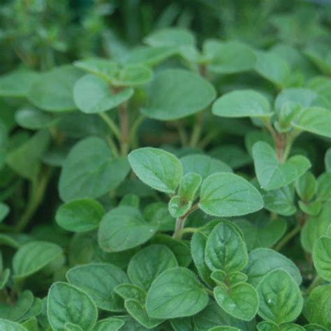 Italian Oregano | Plant Addicts