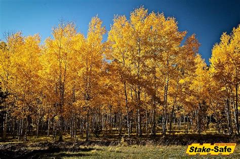 Alaska Trees The Most Common Tree Species Found In Alaska