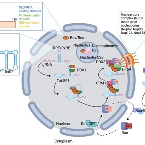 Nuclear Export Of Human Retroviral Grna A The Mapped Domains In The