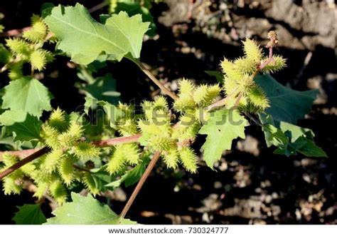 Common Cocklebur Large Cocklebur Xanthium Strumarium Stock Photo