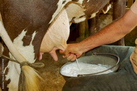 Ordenha Manual De Leite De Vaca Em Pequena Propriedade Rural De Guarani Estado De Minas Gerais