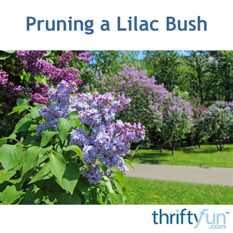 Pruning a Lilac Bush | ThriftyFun