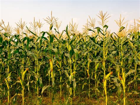 Tips On Growing Corn In The Garden