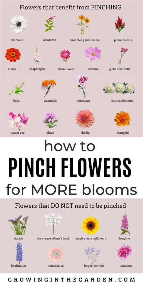 fresh cut flower food 9