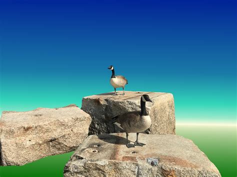 Two Canadian Geese Blue Green Free Photo On Pixabay Pixabay