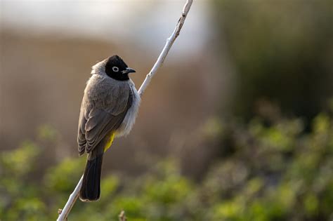 Bulbul Berkacamata Putih Yordania Foto Stok Unduh Gambar Sekarang