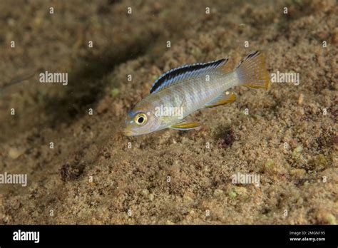 Lemon Yellow Lab Labidochromis Caeruleus Malawi Lake Is The Ninth