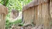 idyllic static shot  philippine abaca fiber bundles hanging  bamboo