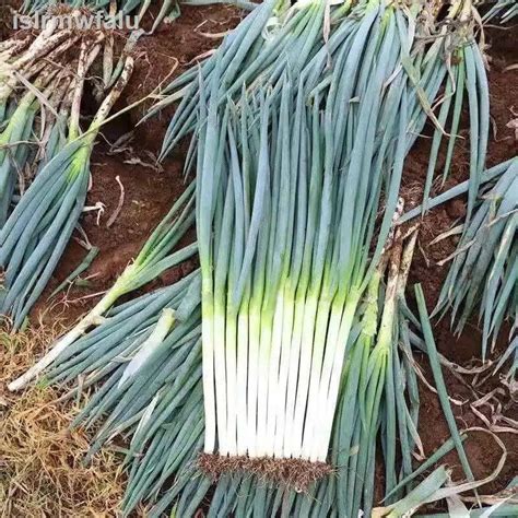 เมล็ด Shandong Zhangqiu Green Onion Seeds Hardcore Big Sycamore Four