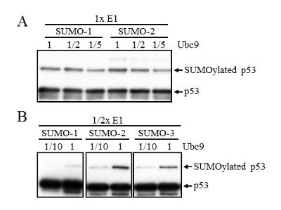 In Vitro Sumoylation Assay To Study Sumo E Ligase Activity Video