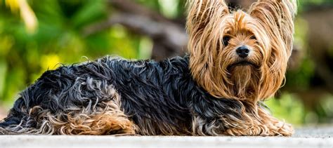 Yorkshire Terrier Charakter Haltung Erziehung Und Pflege