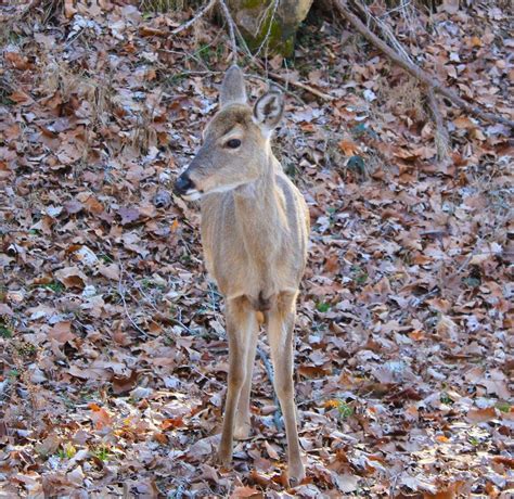 8 Myths About White-Tailed Deer Fawns - Realtree Store