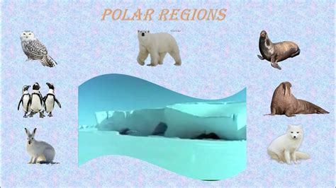 Powerpoint Presentation On Polar Regions Youtube