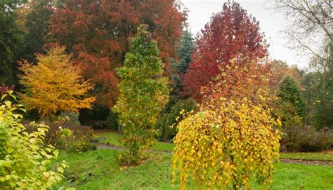Adrian Bloom Author At Bressingham Gardens