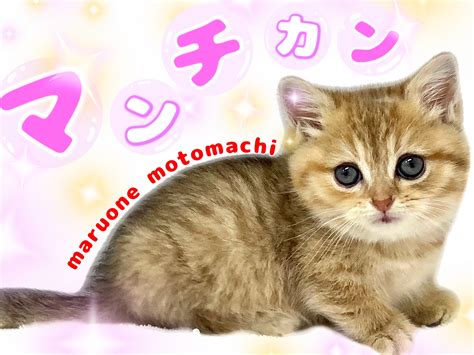 マンチカン】胸キュン必至！よちよち歩きの癒やし系キャット♡ マルワンblog ペットショップ マルワン 小さめ子犬 美形な子猫 初心者