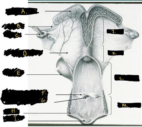 VM 749 Equine Reproduction Flashcards Quizlet