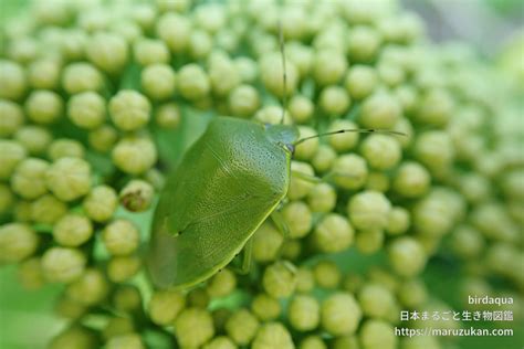 ツヤアオカメムシ 日本まるごと生き物図鑑