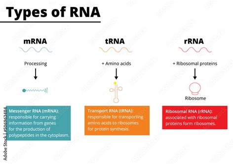 Stock Vektorgrafik Types Of Rna Messenger Rna Mrna Transport Rna